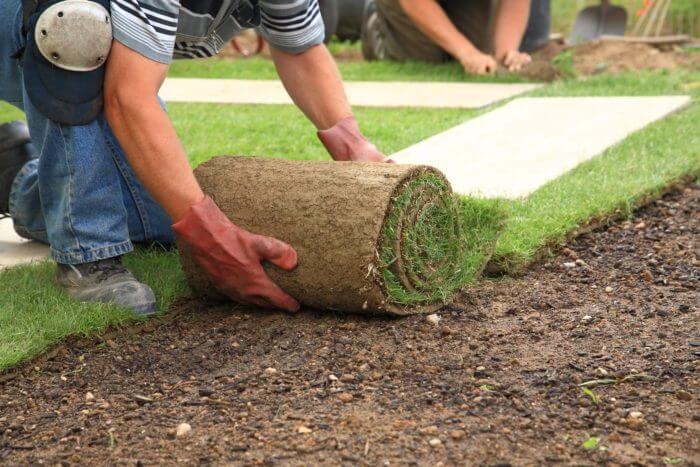 Man Rolling New Grass Turf in Lawn | Healthy Salts for Outdoor Work | Boulder Salt Company